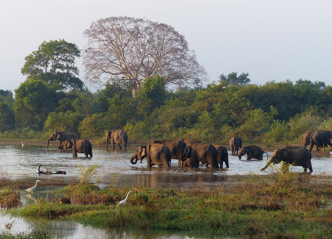 How to Be an Environmentally Friendly Tourist in Sri Lanka